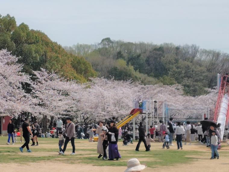 桜まつり